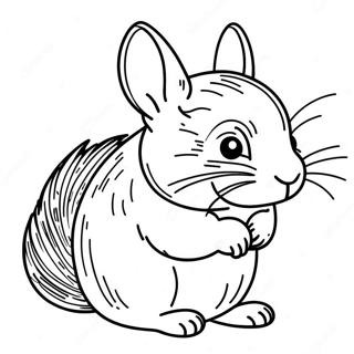 Chinchilla Ausmalbilder