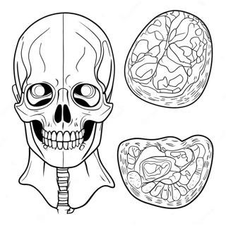 Anatomie Und Physiologie Arbeitsblätter Ausmalbilder